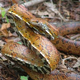Saving Snakes: An Interview with Nicolette Cagle